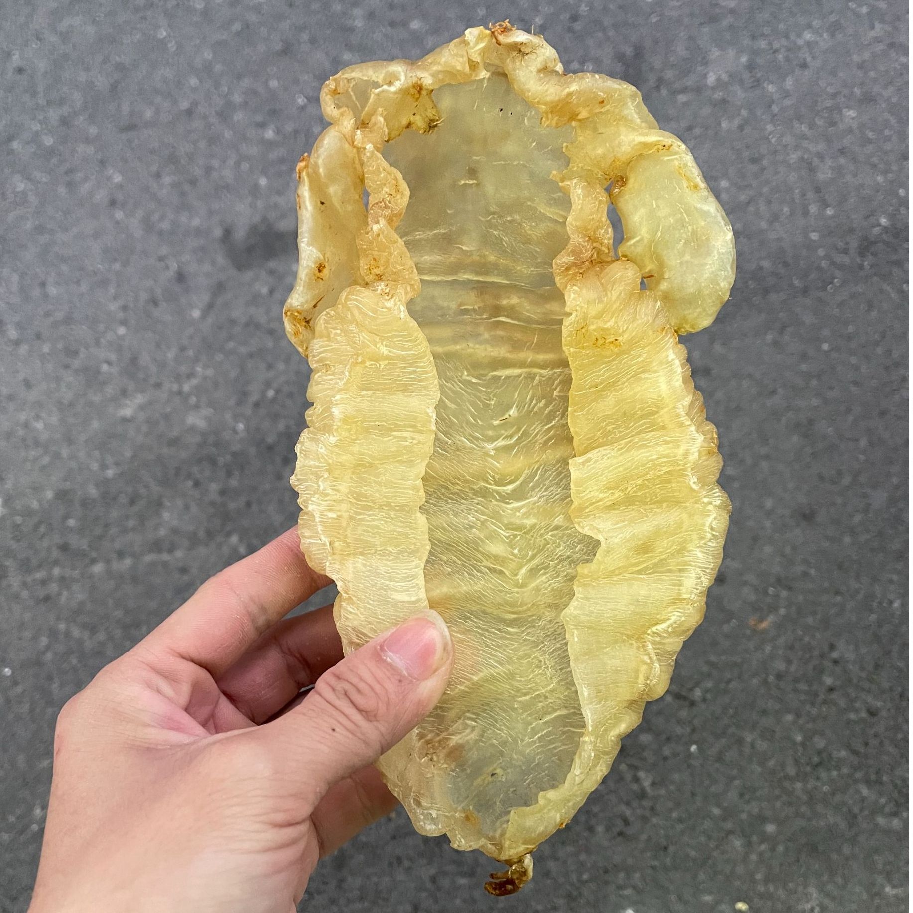 0.338斤精品大耳赤嘴