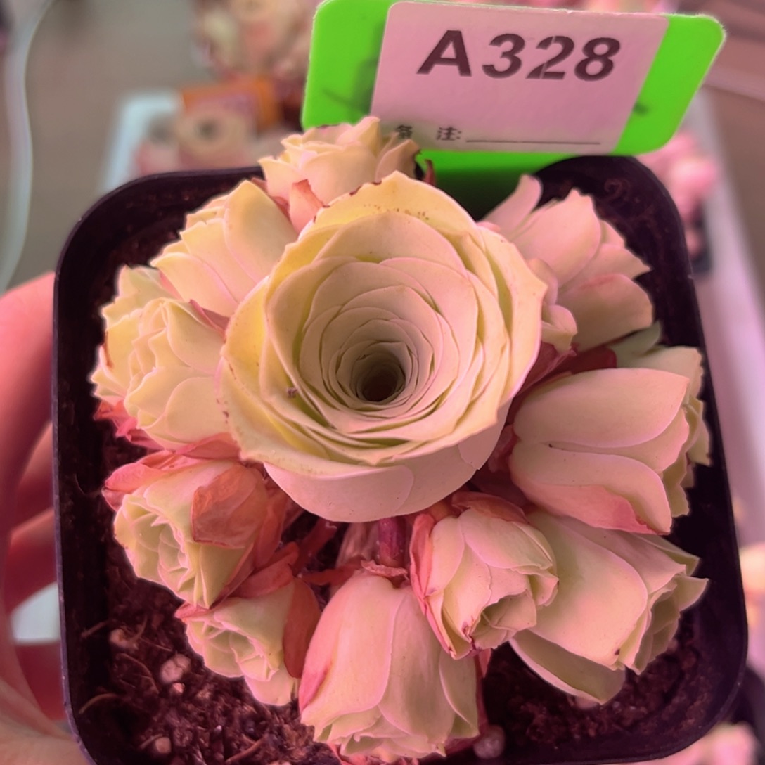 10方盆清秋玫瑰A328