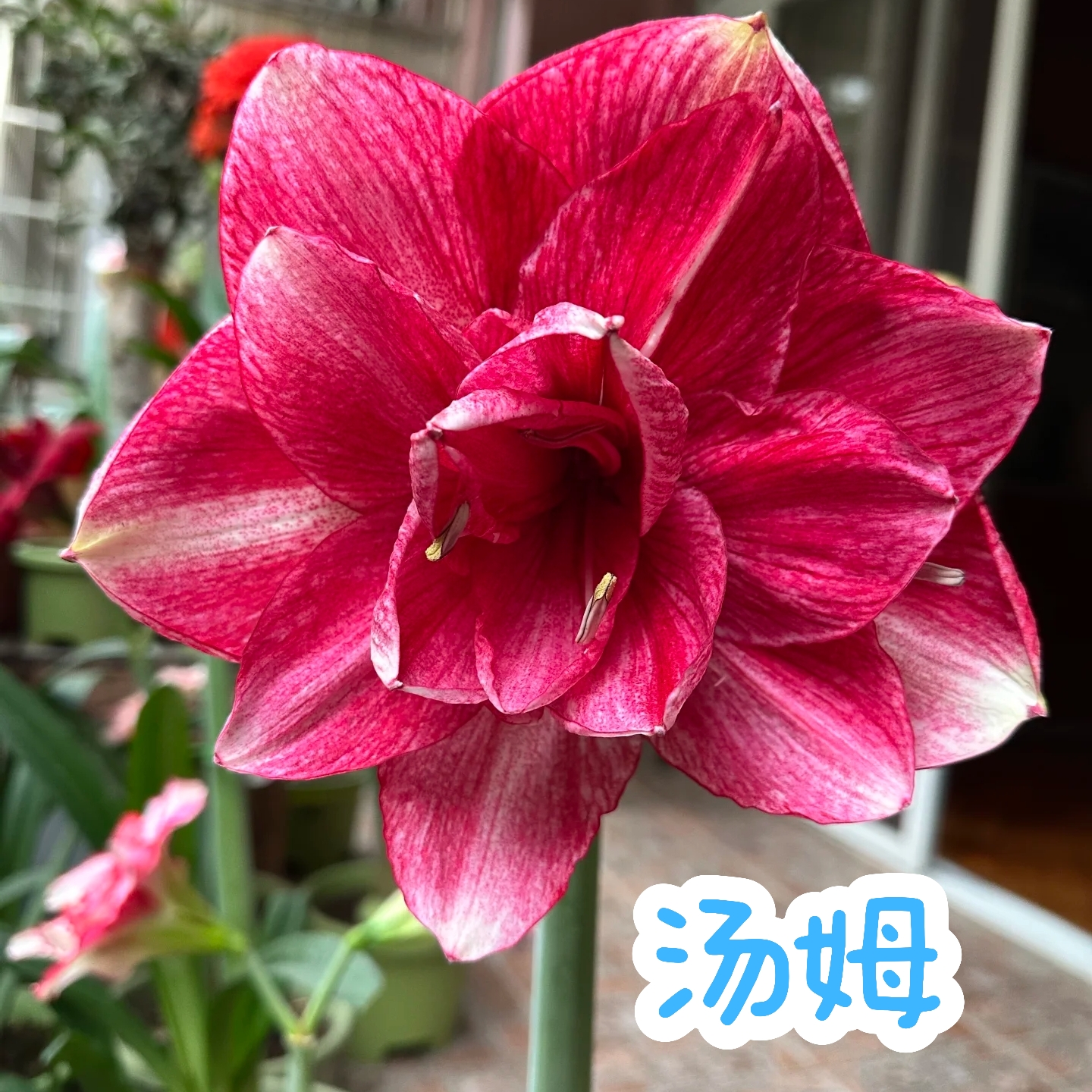 【汤姆】朱顶红澳朱重瓣种球浓香室内盆栽四季开花植物