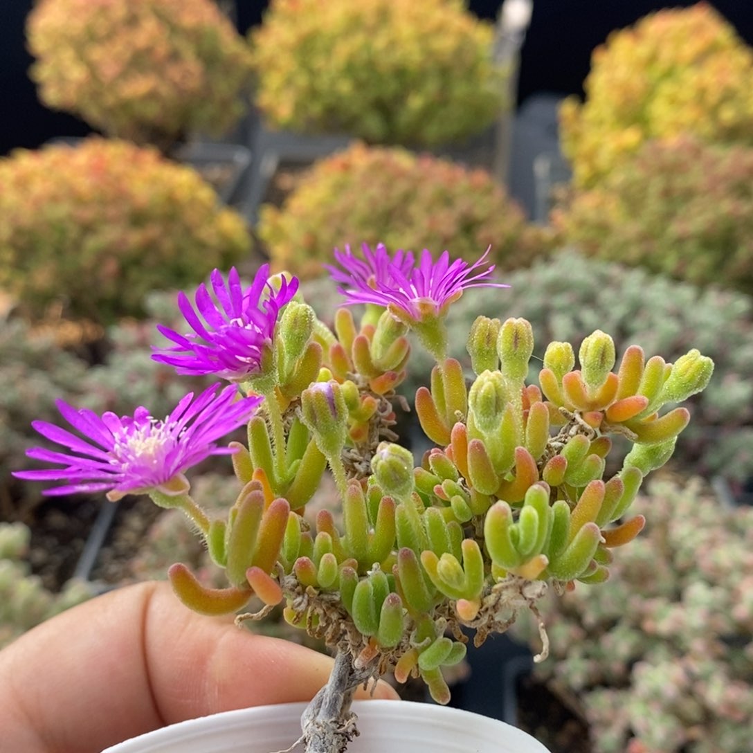 荧光兔1482枝干番杏