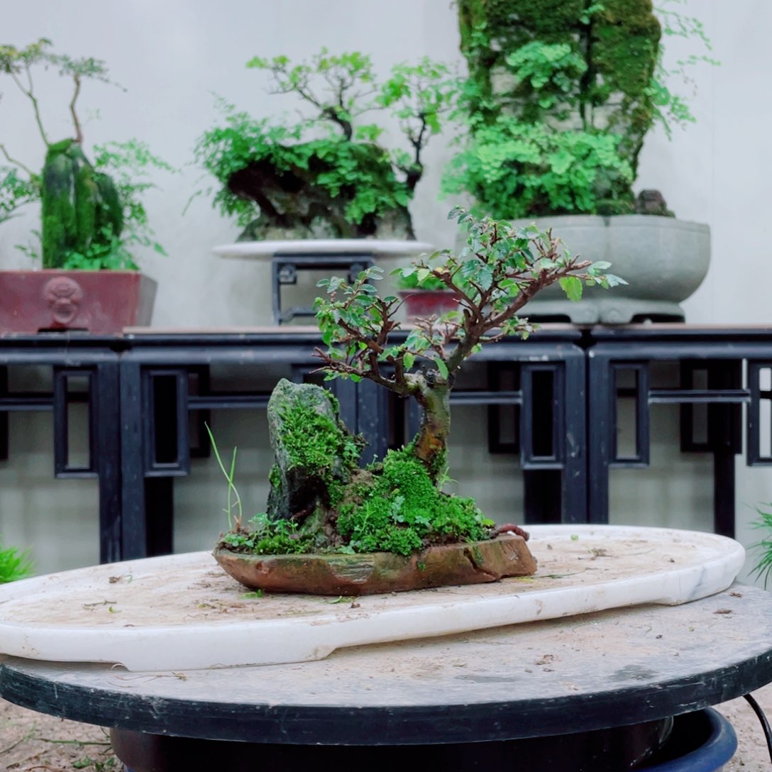 无铅玻璃风**云铁线蕨等植物的生长发育和生长