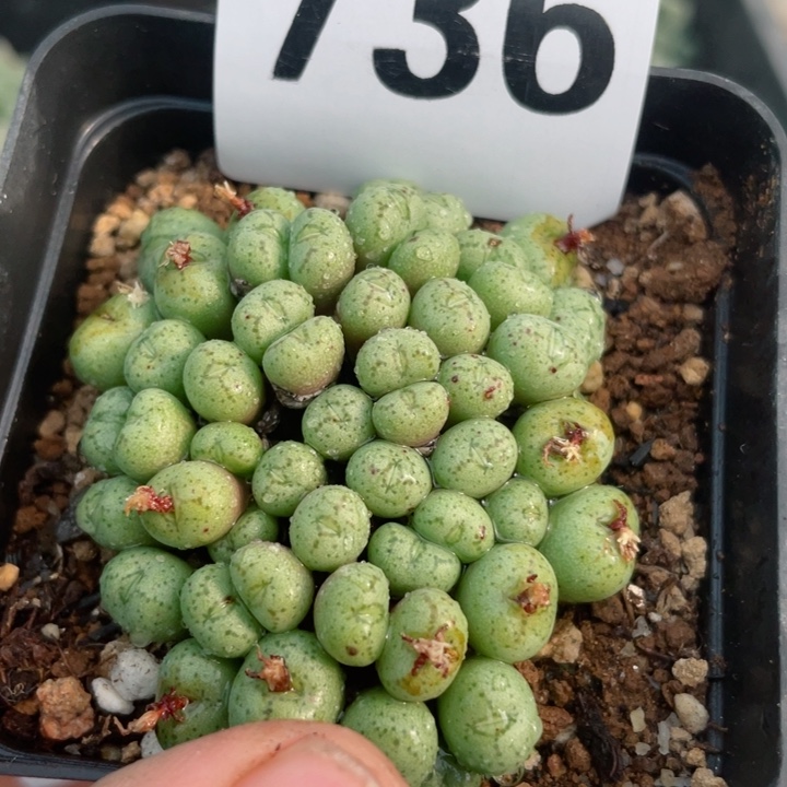 736呐言母本群带盆