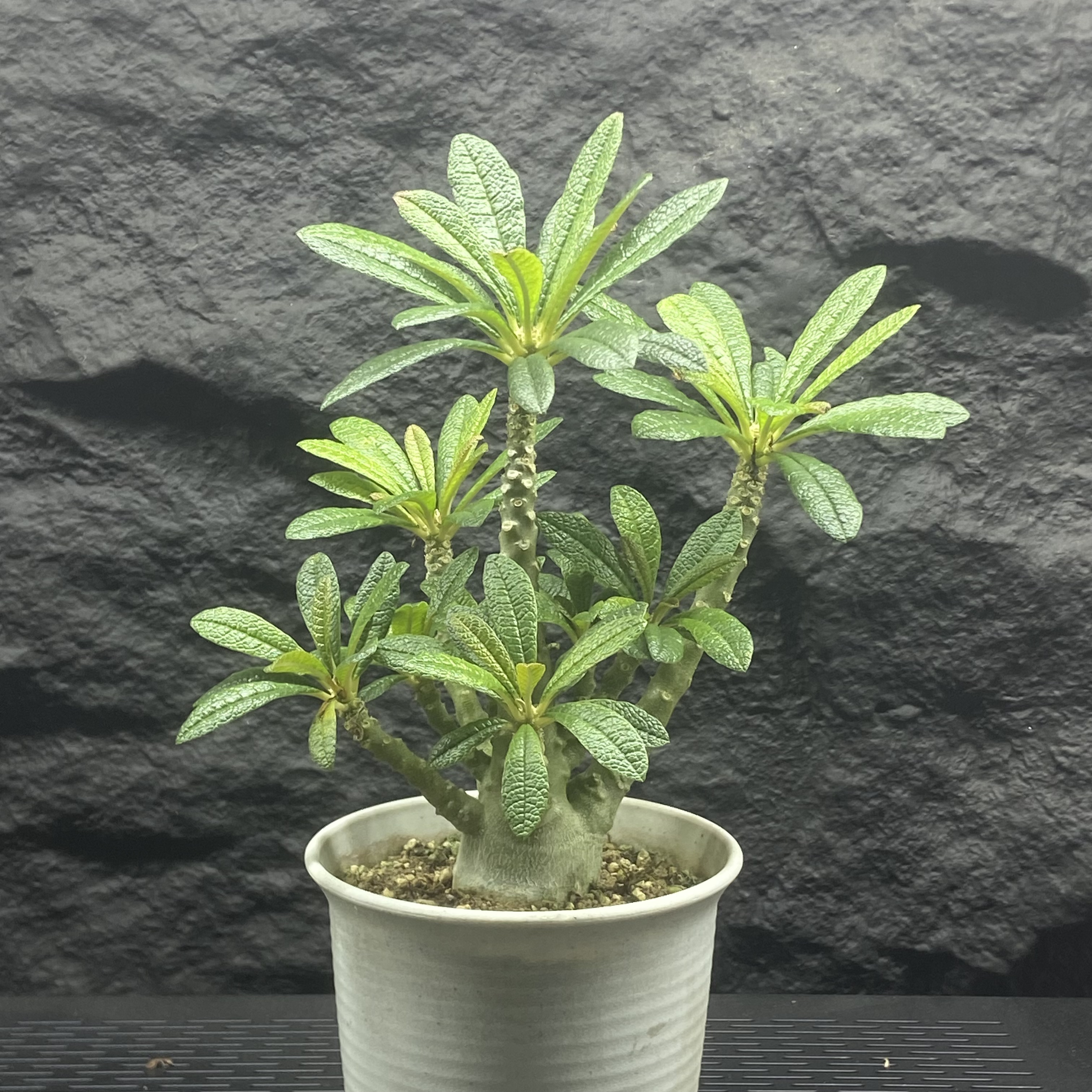 巨琉桑 Dorstenia Gigas 索科特拉岛极具观赏性植 实生 一物一拍 