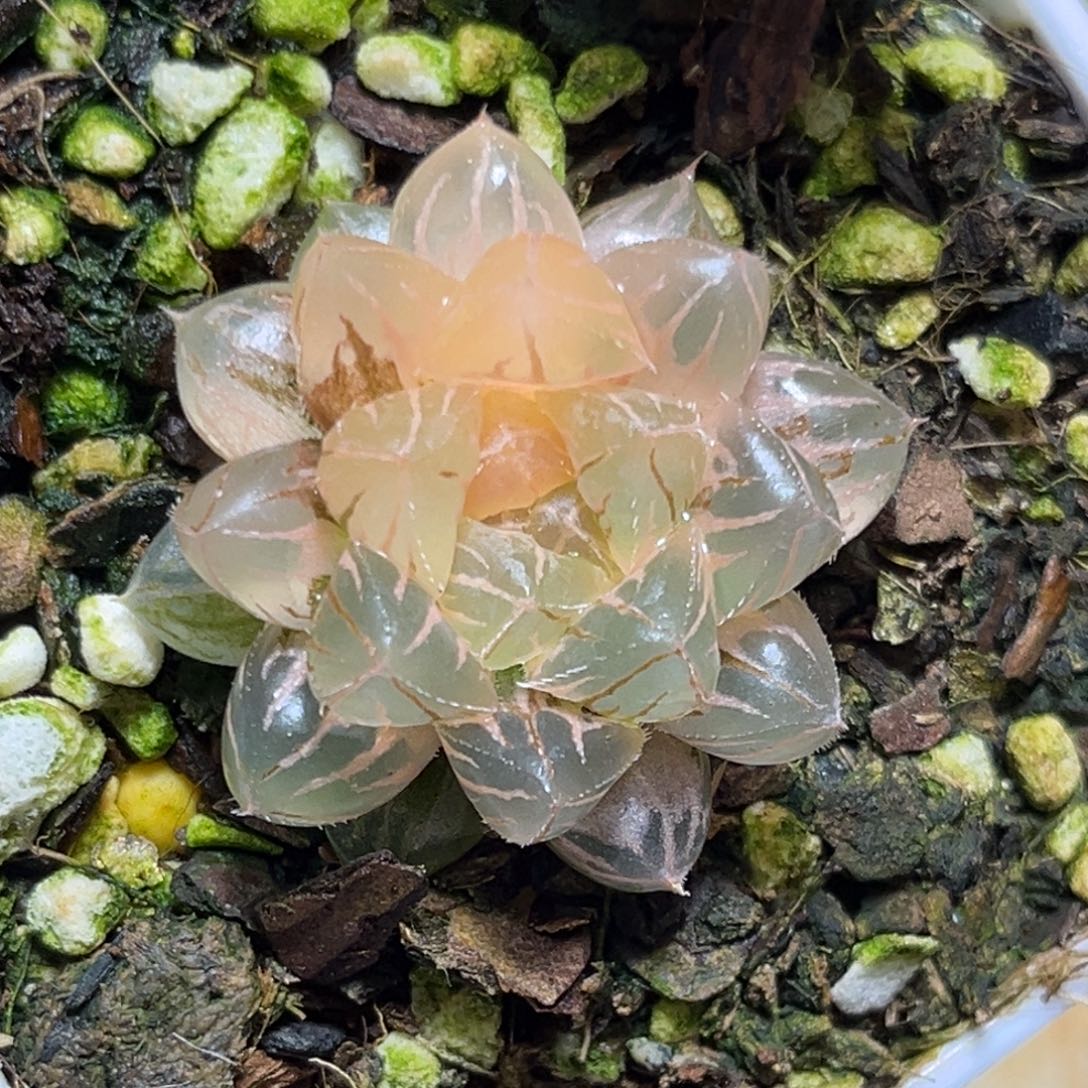 恭喜发财大吉大利875