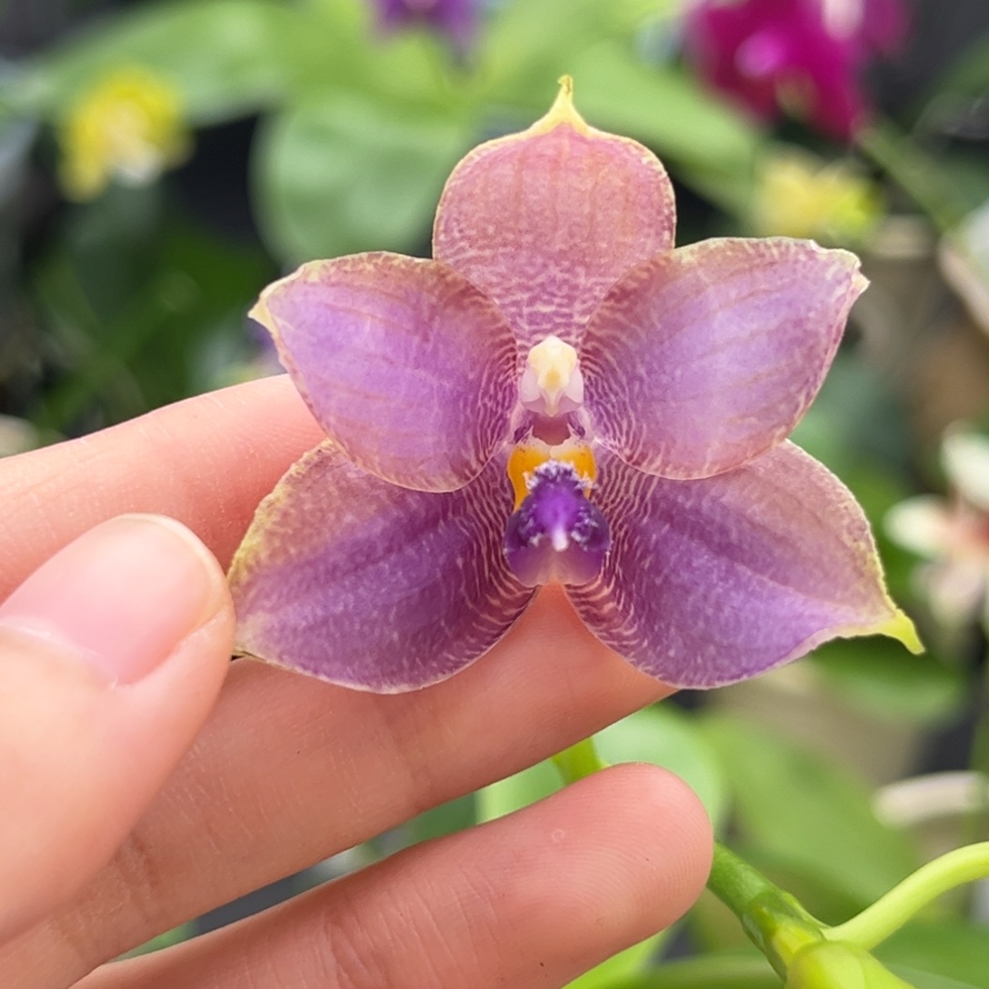 完全开放2.5寸ycm61开花株