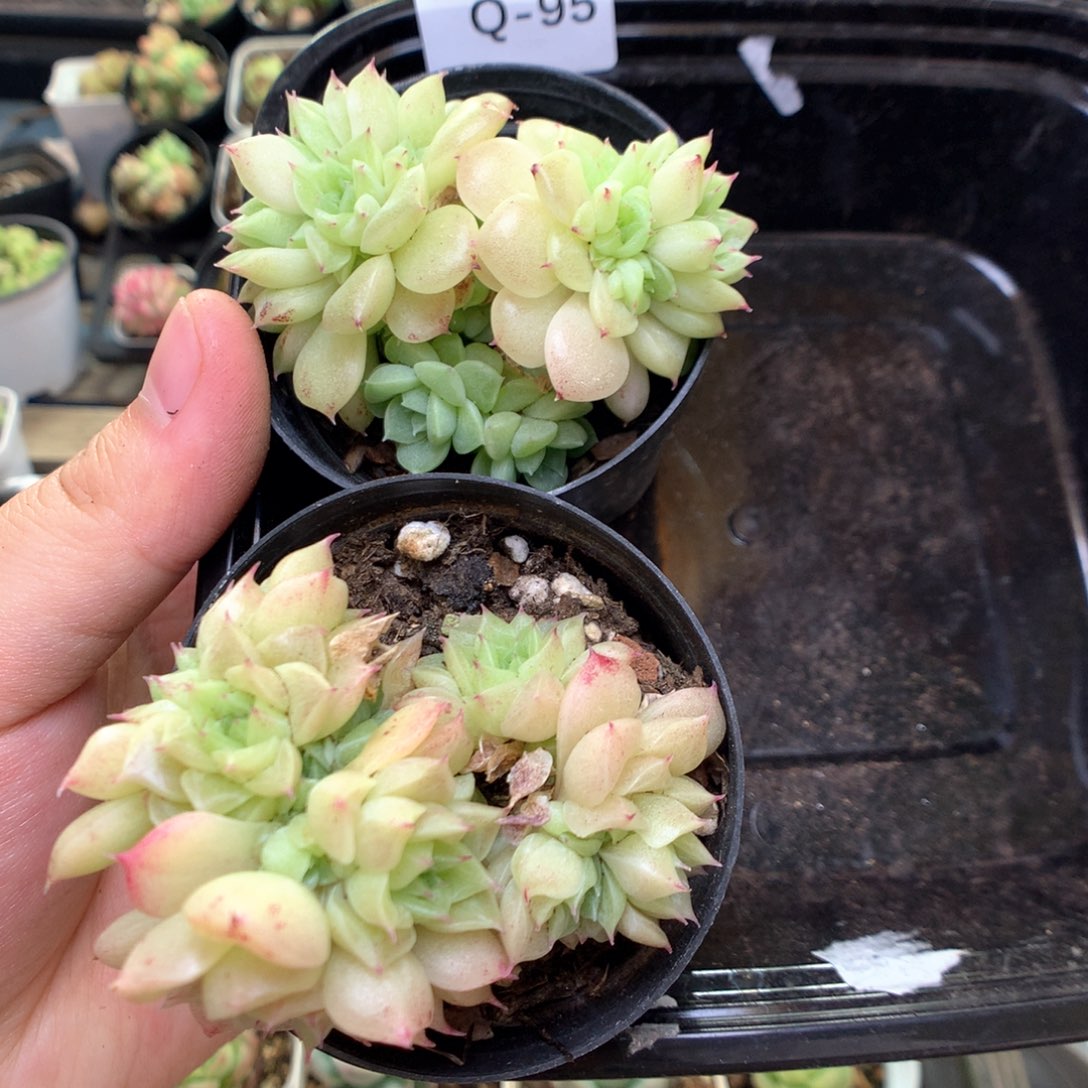 Q95 ，20包邮两天凑单偏远地区不发货