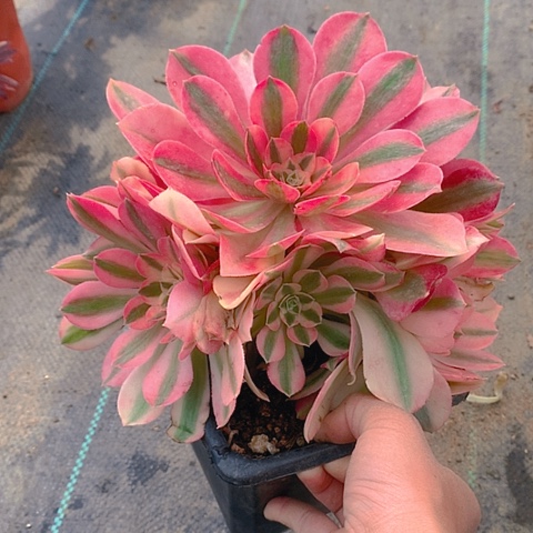 511女巫多肉植物