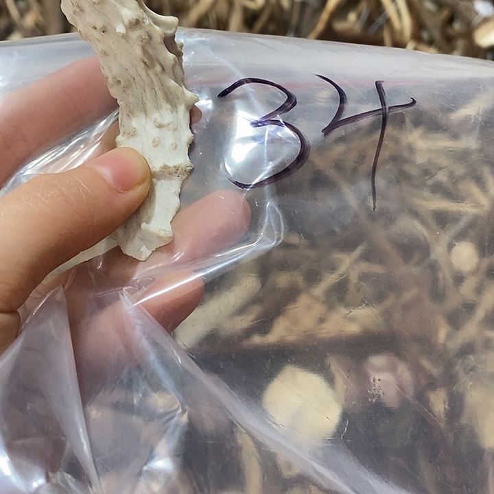 无非金属鹿角鹿角