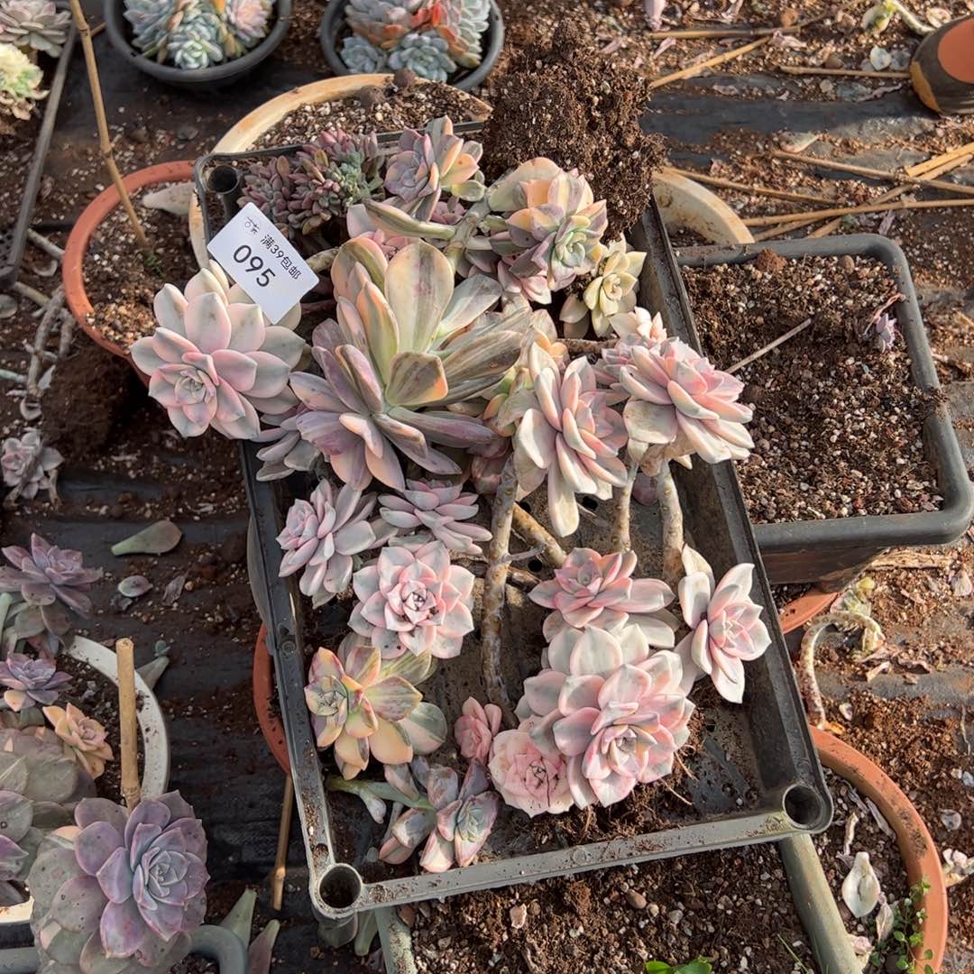 095多肉植物纤维维生素