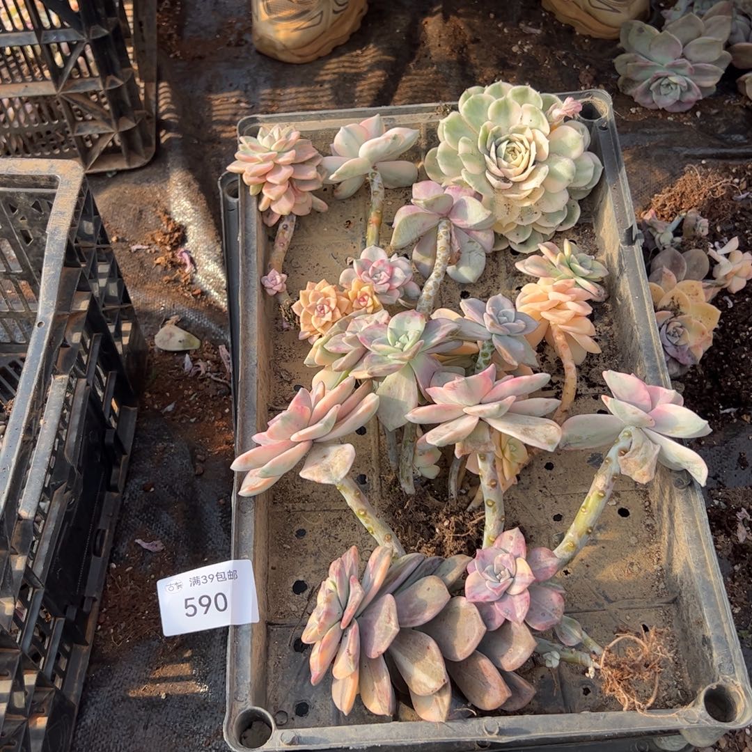 590紫乐锦老桩多肉植物