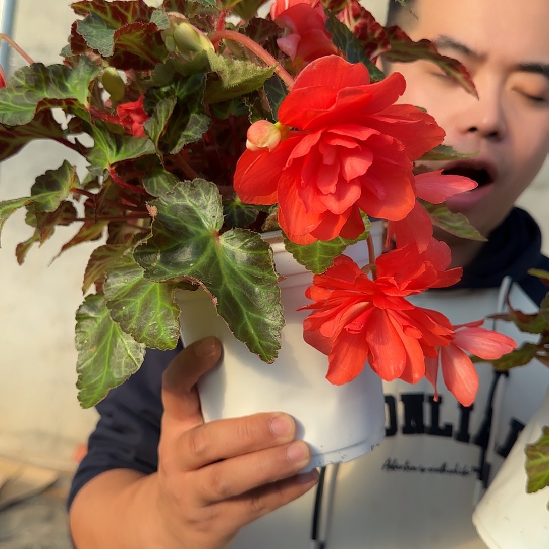 一代多分支玛丽宝，掉花折叶正常介意勿拍，不拍保温冻死不售后