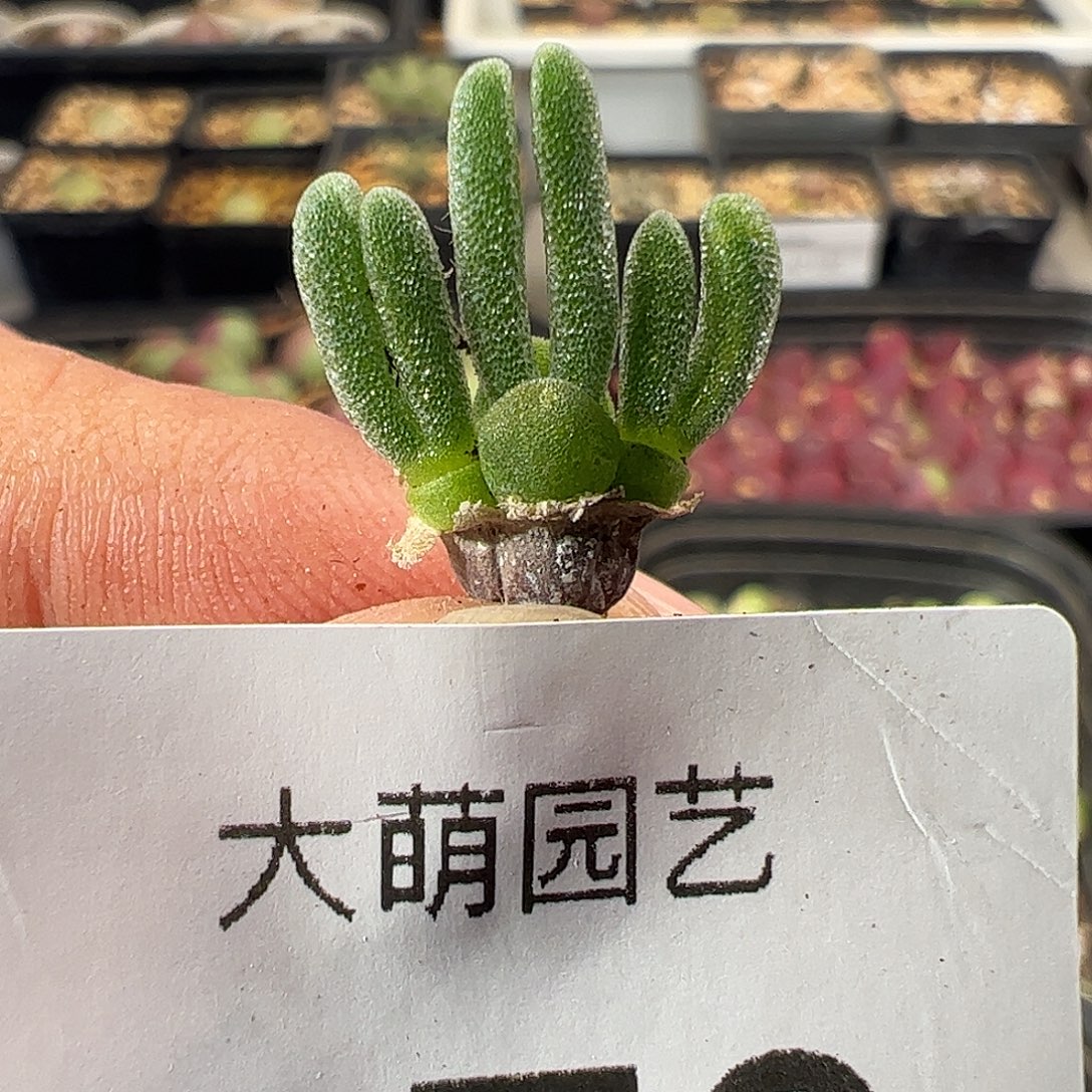 一物一拍。        873