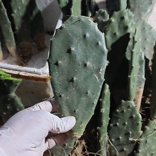 :***空6和小片一组无根脱土