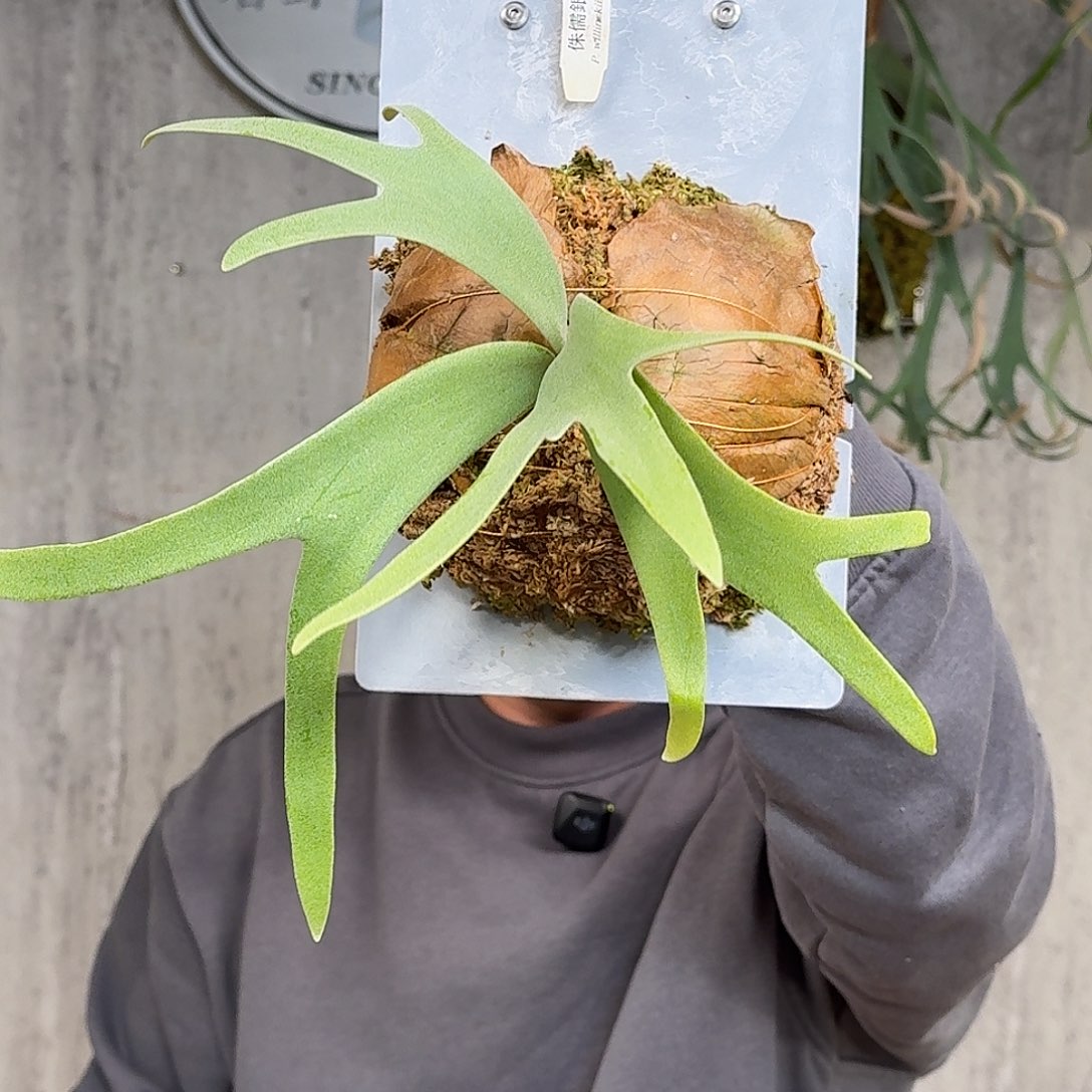 完全开放侏儒银叶爪哇鹿角蕨春野花园