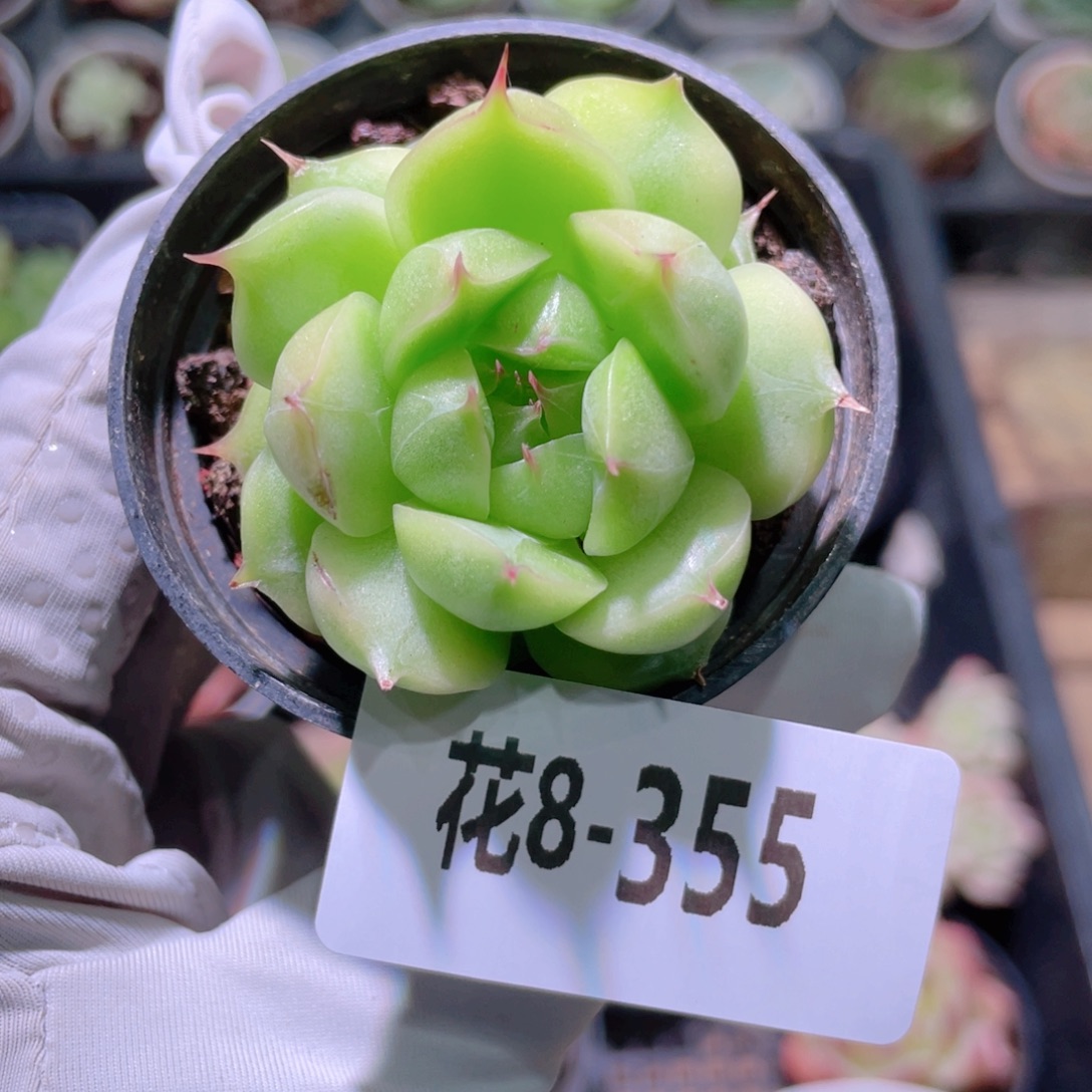 花利美8-355海王 