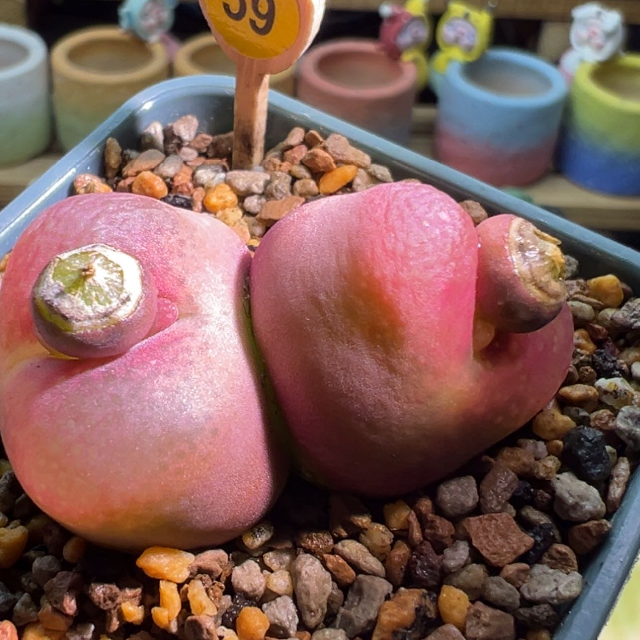 【闪购商品】奶****葵毛杂粉