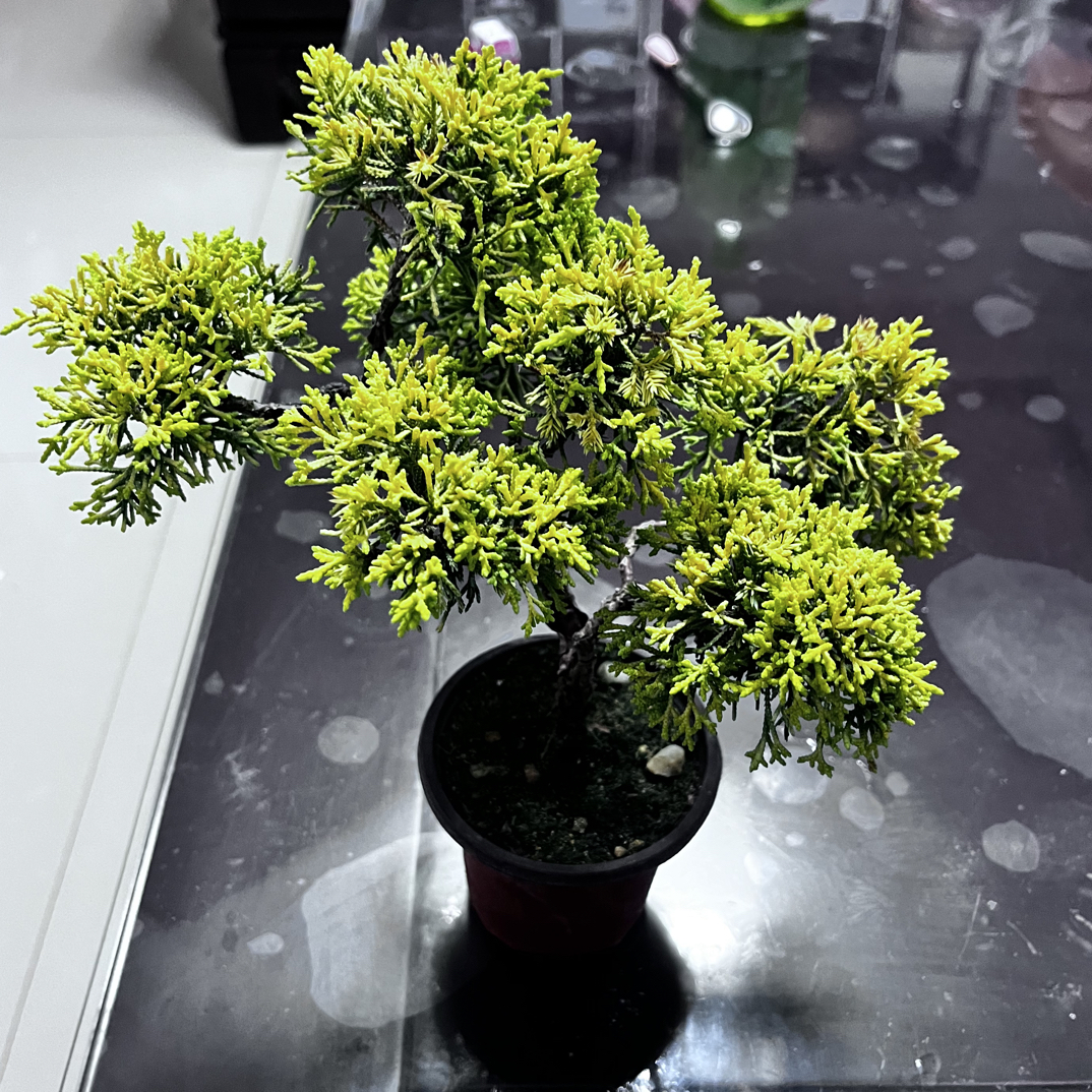 真柏直播小微盆景