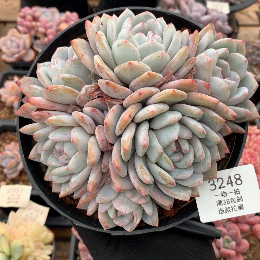 15厘米六头有砍星影3248