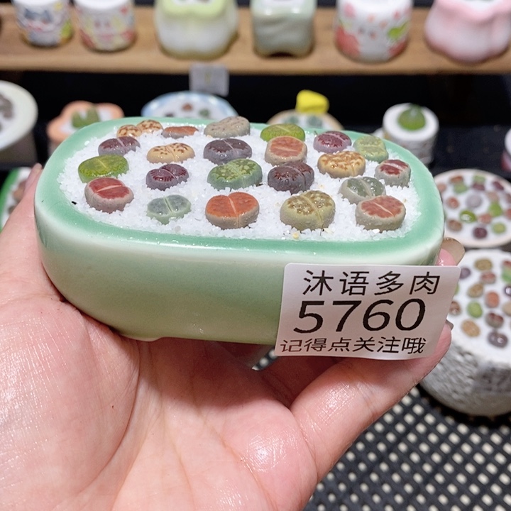 带盆土植物 一物一拍5760