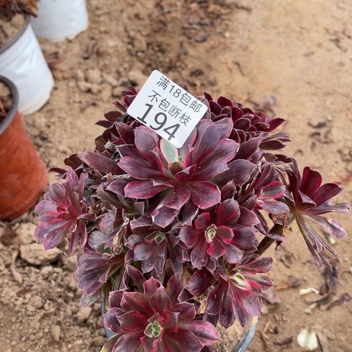 194蒙娜丽莎手捧1北法师