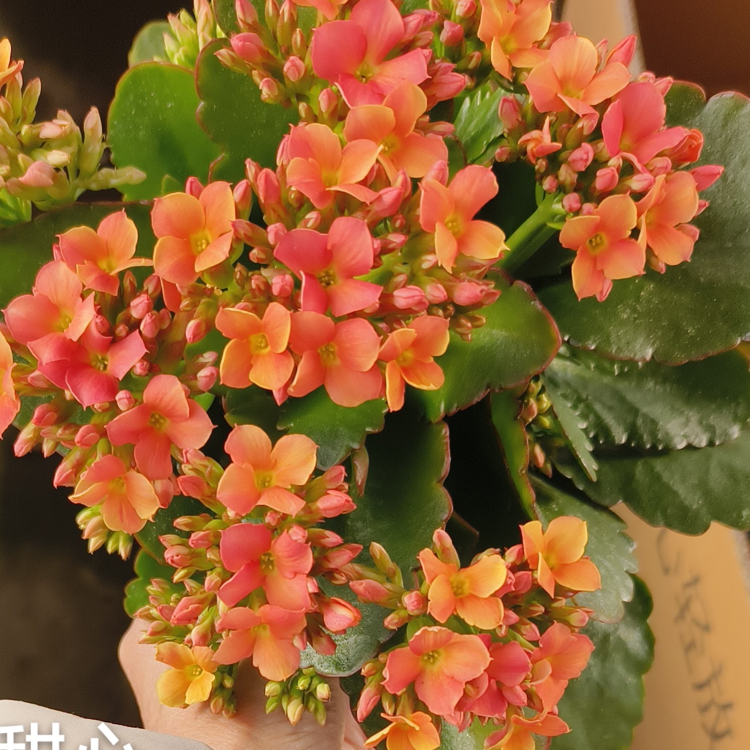 甜心 单瓣带花苞昊景130口径盆