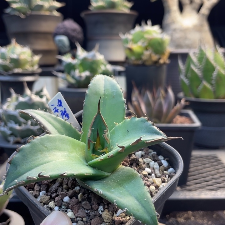 【闪购商品】神鹰。    