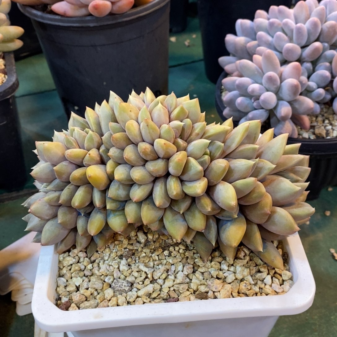 高版红象牙缀化，