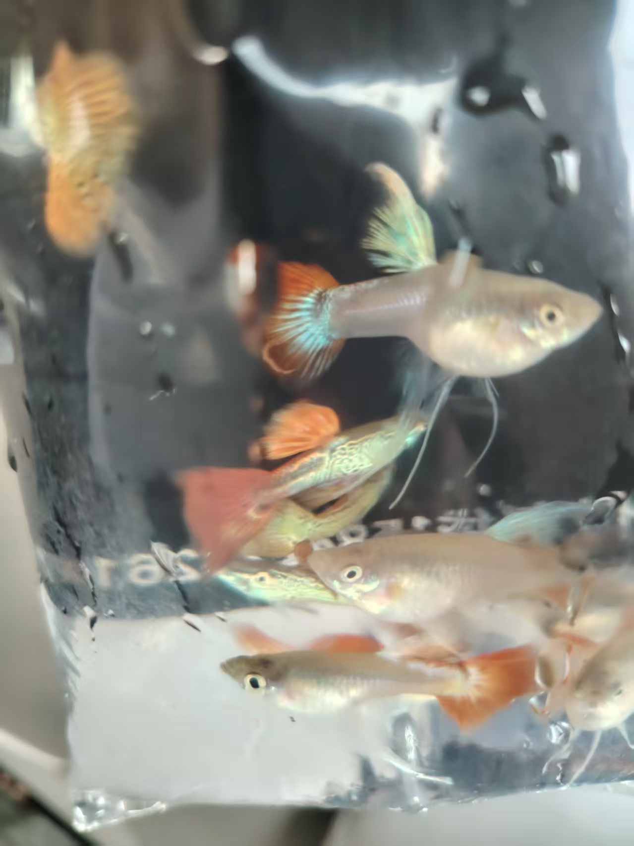 七彩红蕾丝2公2母（开箱录视频验鱼，入缸不赔)