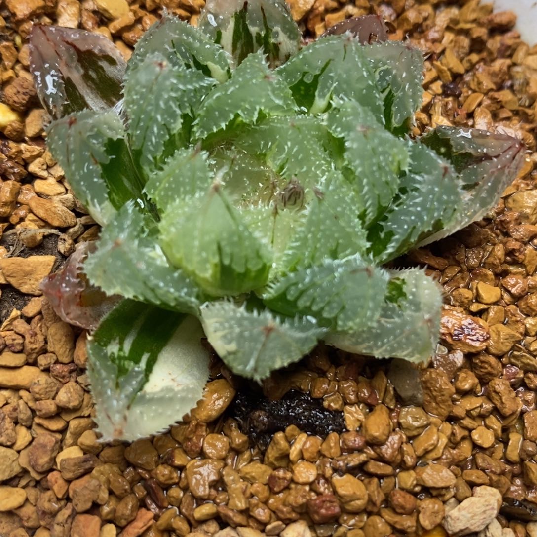 5玄冰玉露锦一物一拍