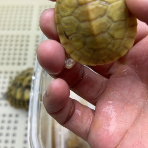 绿毛龟不分公母88888888