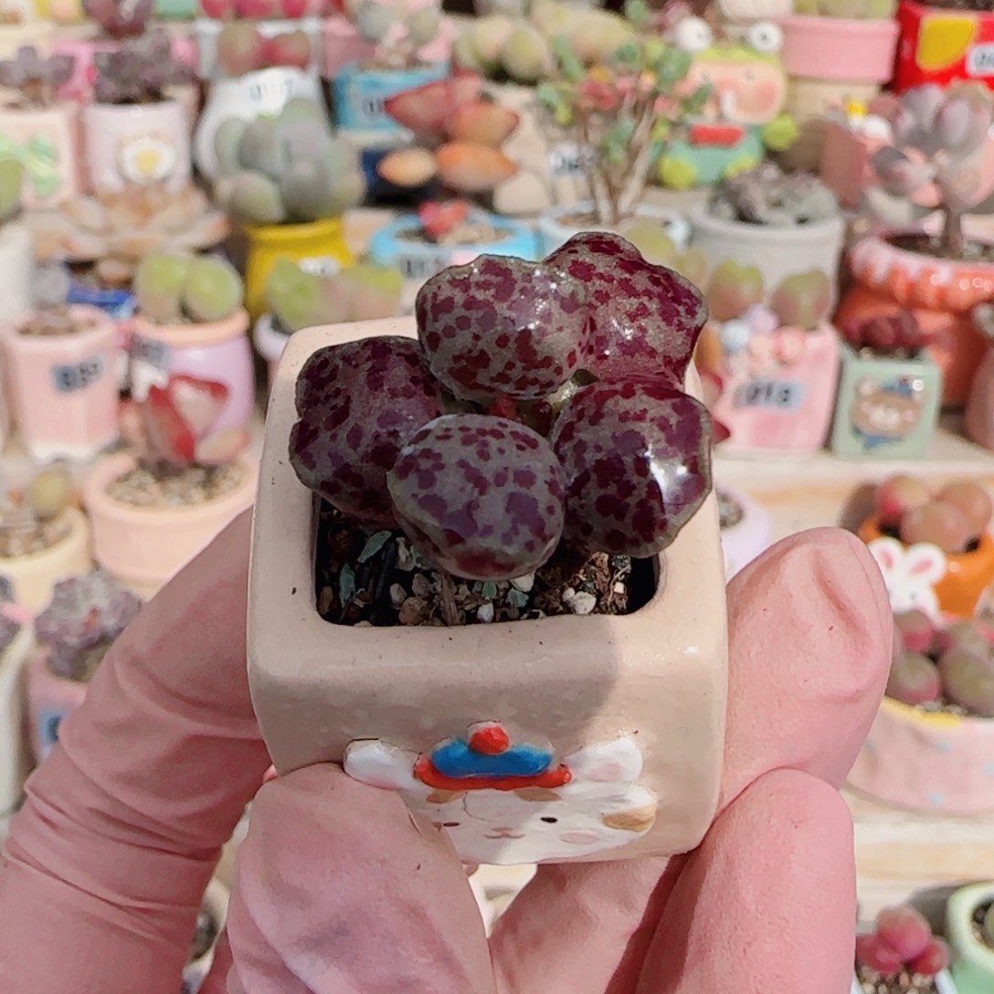 T可爱粉丸盆口2cm