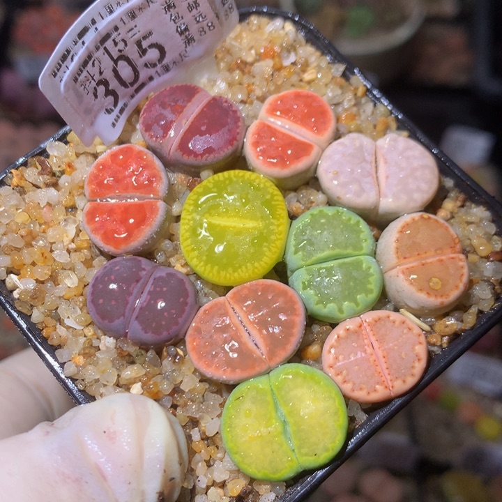 精品生石花215.305