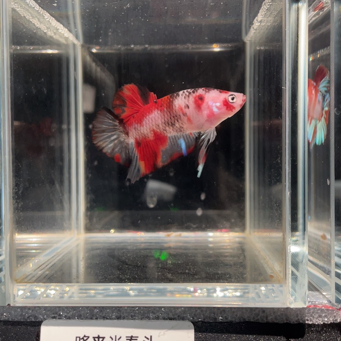 斗鱼12.11 糖果 062