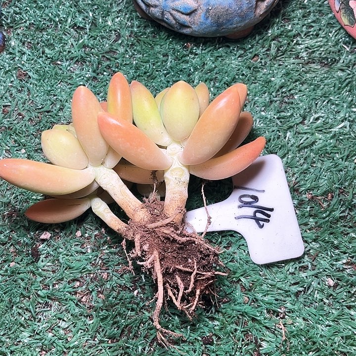 金饵1014号码牌子的话