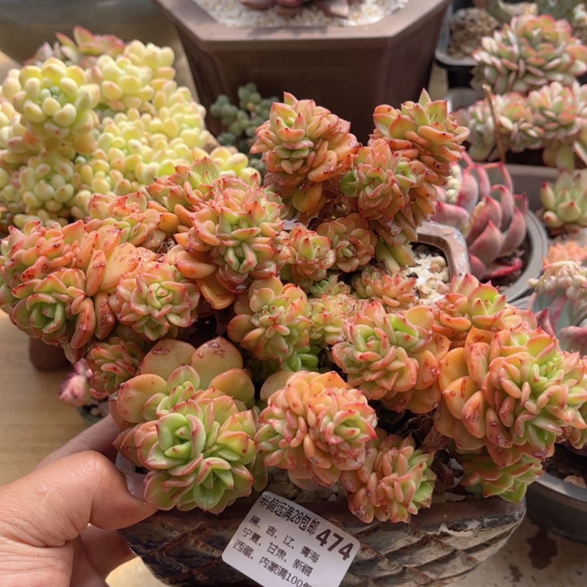 【闪购商品】474腊牡丹