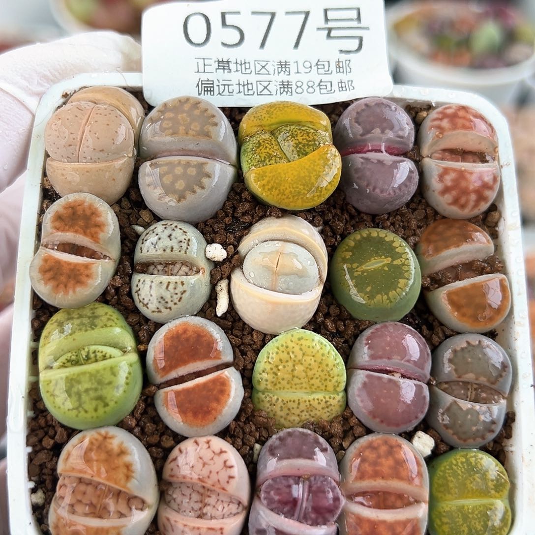 好养易活生石花大母本0577