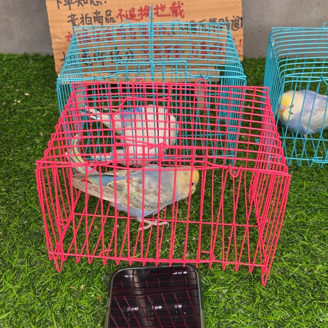 辉***食虎皮鹦鹉金彩虎皮鹦鹉一个，不退换