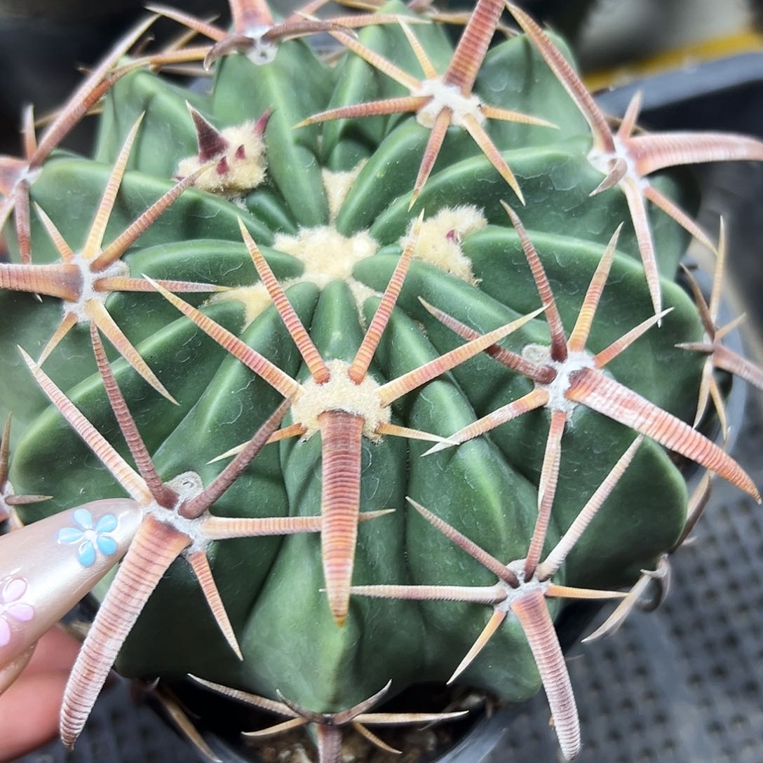 实生林波 仙人球1111111111