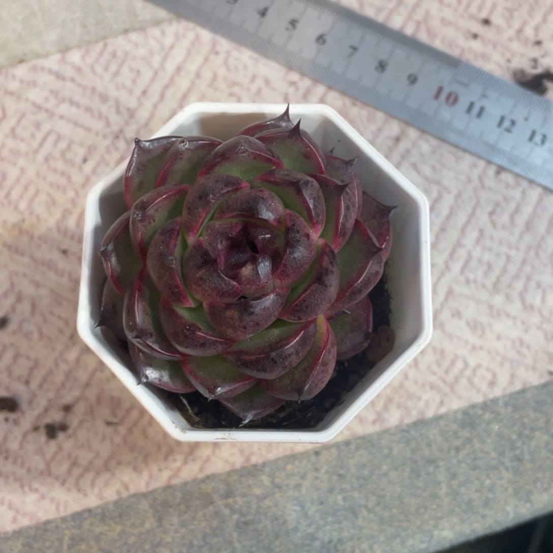 橙***冰黑色杂交冠幅6 公分一物一拍