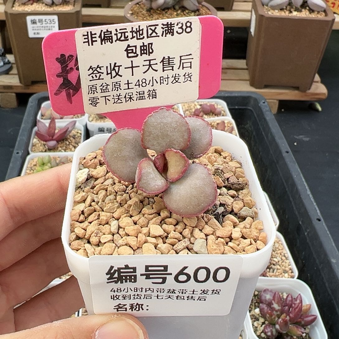 600大叶蕾丝红蛋多肉