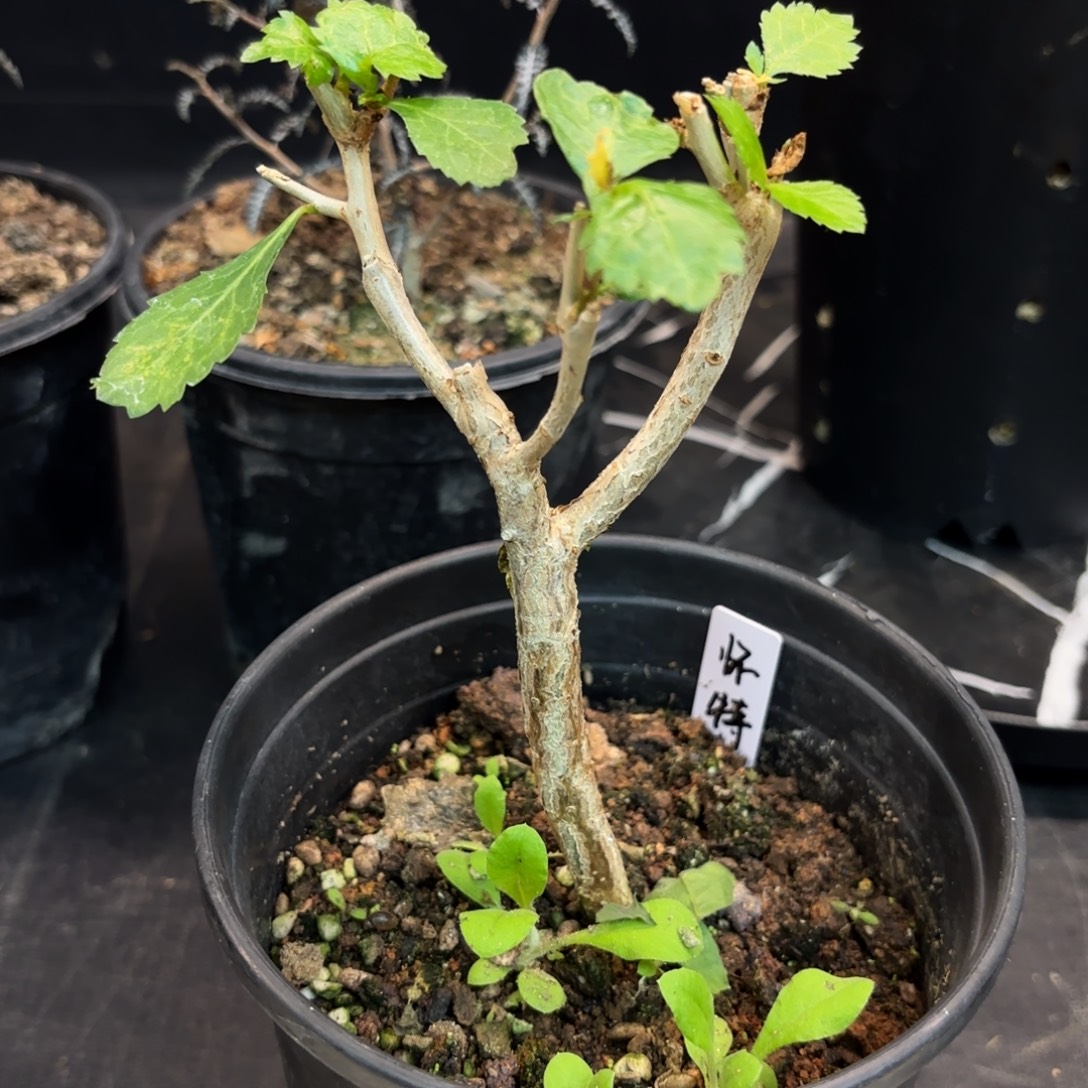 怀特橄榄带盆发货