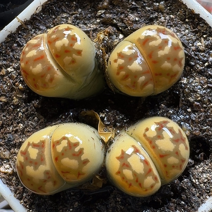 生石花111111。 233