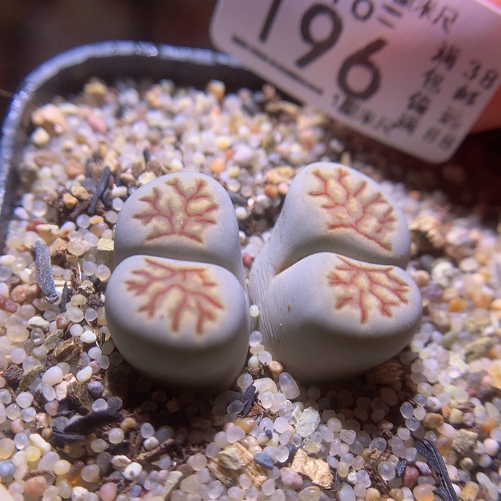 精品生石花116.196蓝菊