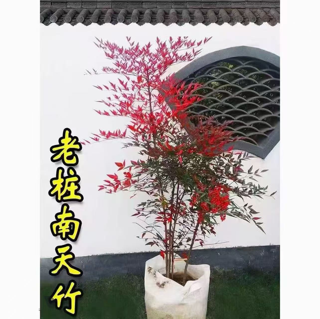 【带老桩根】南天竺水培盆栽绿植火焰红室内带根树苗客厅办公室盆景