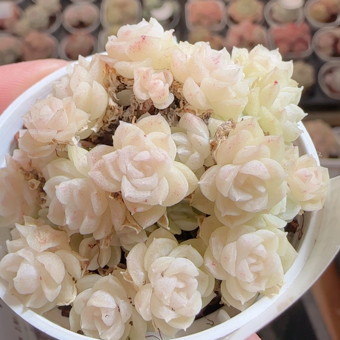 花语多肉0102-54散