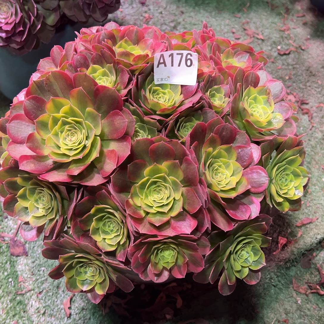 176奶白锦法师多肉