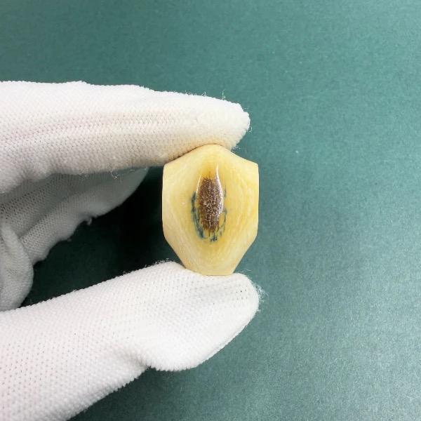 H5762猛犸鲨鱼背三通