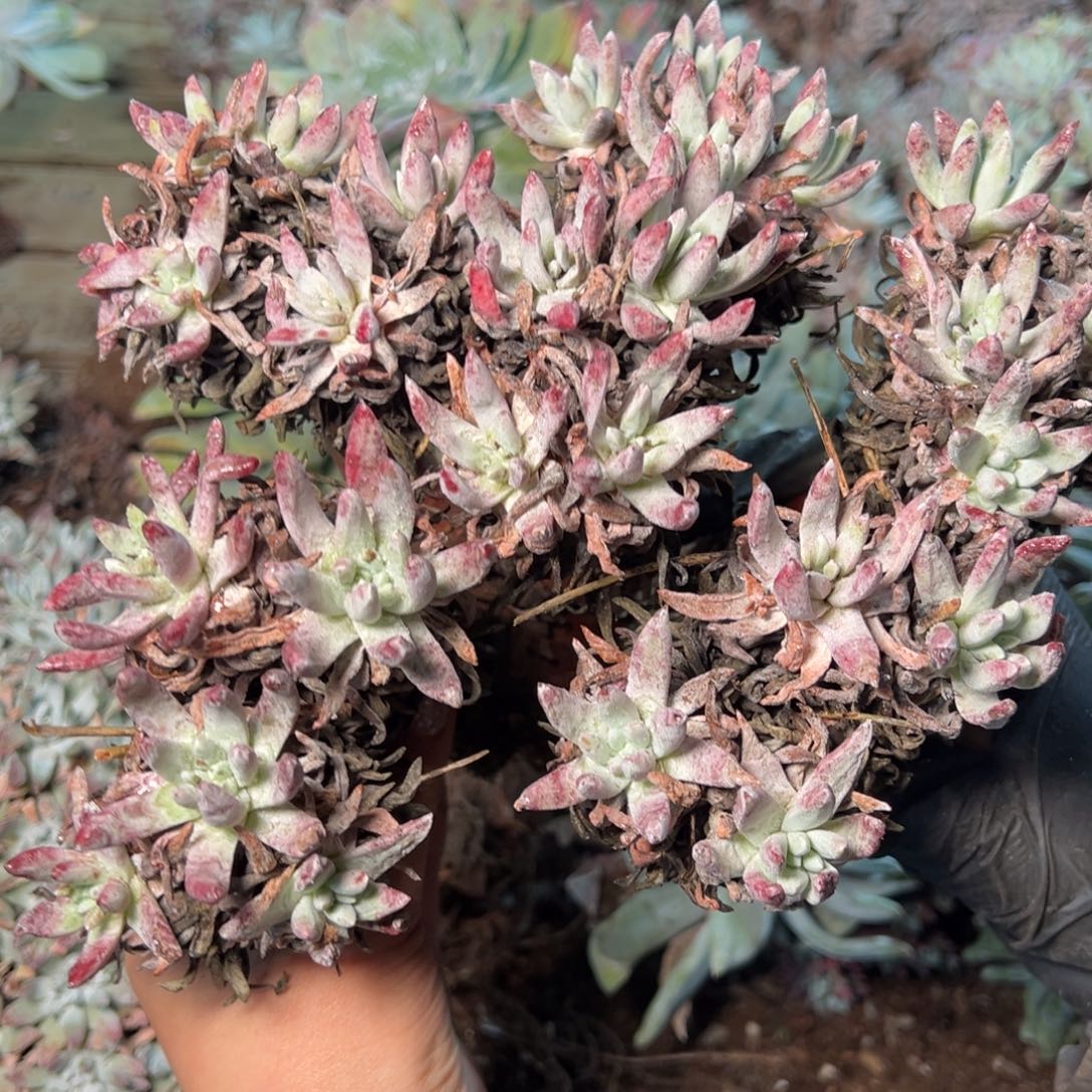 8753哈哈哈哈哈哈哈哈哈