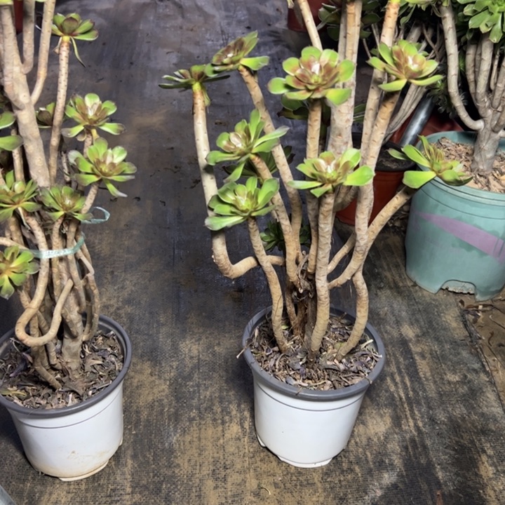 50灰法师多肉多肉多肉