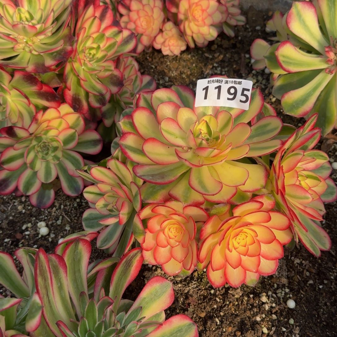 1195荔枝 多肉植物